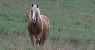 Centre équestre Cheval Pot'Agé