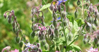 Jardin d'Arrel (3)