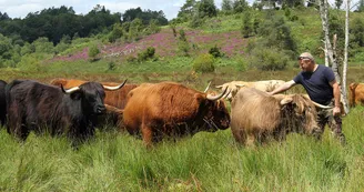 SAINT LEGER LA MONTAGNE vaches Highlands à la tourbière