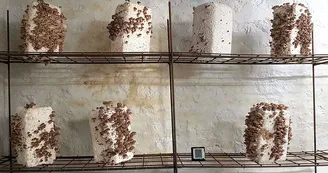 Champignons-de-Gaudeix3sita