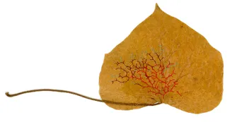 Wild Leaves EN 2026