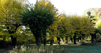 le parc ombragé_37 le parc ombragé_37