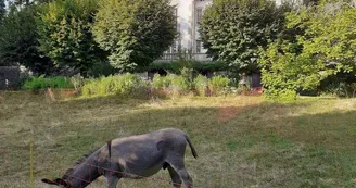 les animaux : Chouchou, Bamaco et Marius_3 les animaux : Chouchou, Bamaco et Marius_3