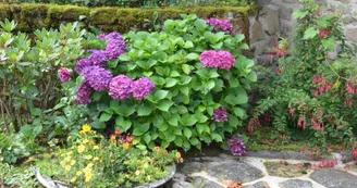 Gîte de La Faye à Compreignac en Haute-Vienne (Limousin en Nouvelle Aquitaine) - Fleurs en été_28
