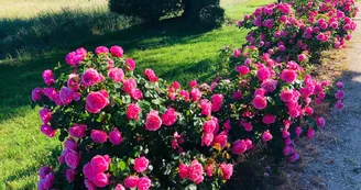 L'orangerie du Vignau, Domaine du Vignau, gîte à La Jonchère Saint Maurice, les fleurs du parc_7 L'orangerie du Vignau, Domaine du Vignau, gîte à La Jonchère Saint Maurice, les fleurs du parc_7