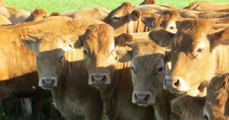 Gite "Chabanne" à Saint Sylvestre en Haute-Vienne - les vaches limousines_73