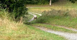 L'Orée de la forêt