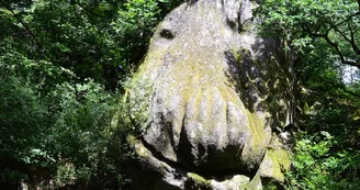Tête de singe Tête de singe
