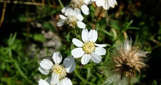 Achillea_3 Achillea_3