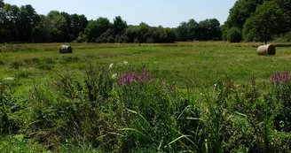 Prairie_4 Prairie_4