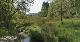 Tourbière des Dauges_1