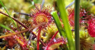 Drosera_3