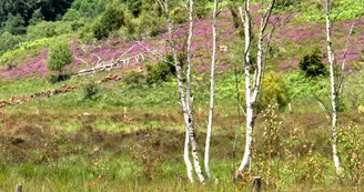 Tourbière des Dauges