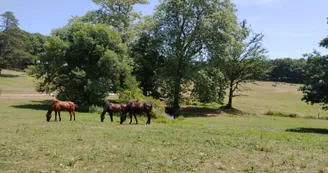 DomaineMuret_Chevaux DomaineMuret_Chevaux